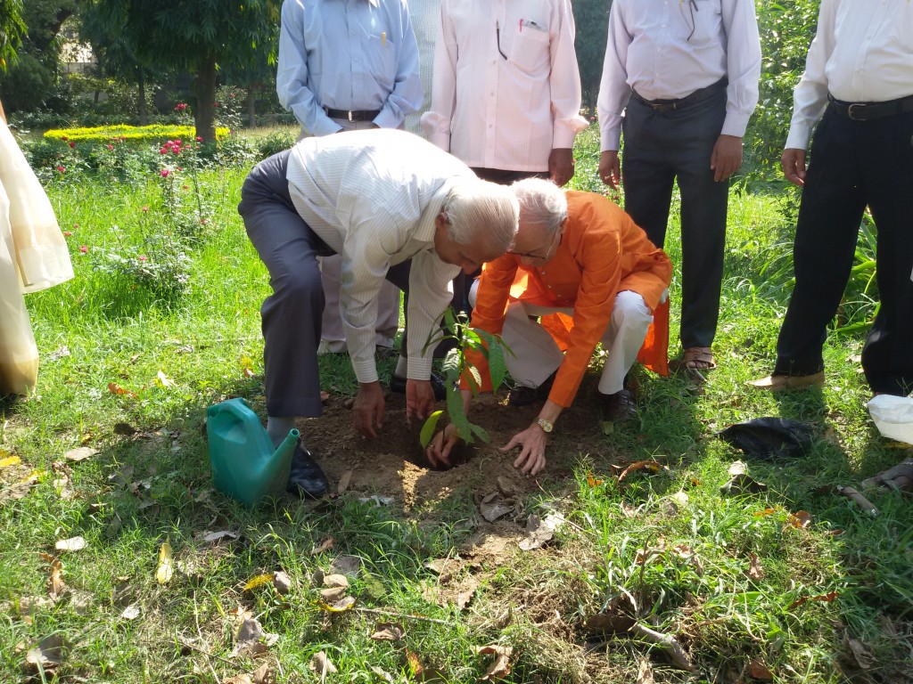 Planting Rudraksha